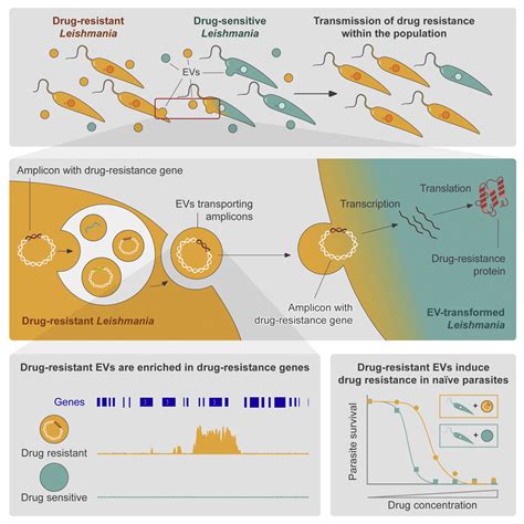 fernandez prada gh|Leishmania parasites exchange drug.